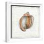 Seashell Portrait II-Aimee Wilson-Framed Art Print