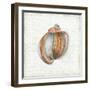Seashell Portrait II-Aimee Wilson-Framed Premium Giclee Print
