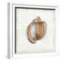 Seashell Portrait II-Aimee Wilson-Framed Premium Giclee Print