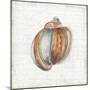 Seashell Portrait II-Aimee Wilson-Mounted Premium Giclee Print