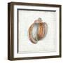 Seashell Portrait II-Aimee Wilson-Framed Art Print