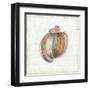 Seashell Portrait II-Aimee Wilson-Framed Art Print