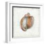 Seashell Portrait II-Aimee Wilson-Framed Art Print