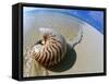 Seashell Resting on Shore-Leslie Richard Jacobs-Framed Stretched Canvas