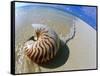 Seashell Resting on Shore-Leslie Richard Jacobs-Framed Stretched Canvas