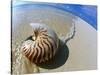 Seashell Resting on Shore-Leslie Richard Jacobs-Stretched Canvas