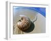 Seashell Resting on Shore-Leslie Richard Jacobs-Framed Premium Photographic Print