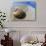 Seashell Resting on Shore-Leslie Richard Jacobs-Photographic Print displayed on a wall