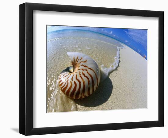 Seashell Resting on Shore-Leslie Richard Jacobs-Framed Photographic Print