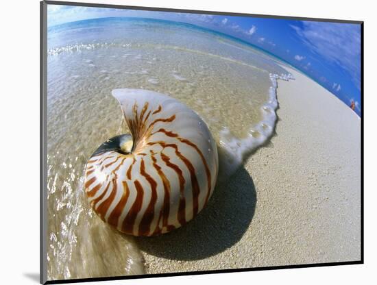 Seashell Resting on Shore-Leslie Richard Jacobs-Mounted Photographic Print