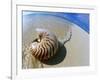 Seashell Resting on Shore-Leslie Richard Jacobs-Framed Photographic Print