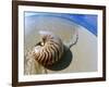 Seashell Resting on Shore-Leslie Richard Jacobs-Framed Photographic Print