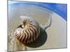 Seashell Resting on Shore-Leslie Richard Jacobs-Mounted Photographic Print