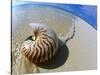 Seashell Resting on Shore-Leslie Richard Jacobs-Stretched Canvas