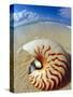 Seashell Sitting in Shallow Water-Leslie Richard Jacobs-Stretched Canvas