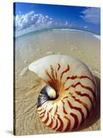 Seashell Sitting in Shallow Water-Leslie Richard Jacobs-Stretched Canvas