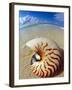 Seashell Sitting in Shallow Water-Leslie Richard Jacobs-Framed Premium Photographic Print