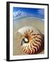 Seashell Sitting in Shallow Water-Leslie Richard Jacobs-Framed Premium Photographic Print