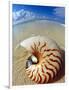 Seashell Sitting in Shallow Water-Leslie Richard Jacobs-Framed Photographic Print