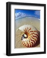 Seashell Sitting in Shallow Water-Leslie Richard Jacobs-Framed Photographic Print