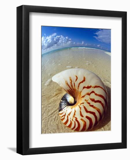 Seashell Sitting in Shallow Water-Leslie Richard Jacobs-Framed Photographic Print