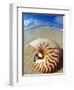 Seashell Sitting in Shallow Water-Leslie Richard Jacobs-Framed Photographic Print