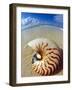 Seashell Sitting in Shallow Water-Leslie Richard Jacobs-Framed Photographic Print