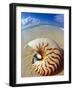 Seashell Sitting in Shallow Water-Leslie Richard Jacobs-Framed Photographic Print