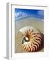 Seashell Sitting in Shallow Water-Leslie Richard Jacobs-Framed Photographic Print