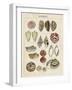 Seashell Sketch I-Naomi McCavitt-Framed Art Print