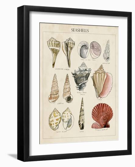 Seashell Sketch II-Naomi McCavitt-Framed Art Print