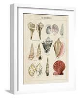 Seashell Sketch II-Naomi McCavitt-Framed Art Print