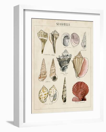 Seashell Sketch II-Naomi McCavitt-Framed Art Print