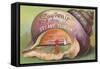 Seashell Souvenir from Stuart, Florida-null-Framed Stretched Canvas