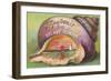 Seashell Souvenir from Stuart, Florida-null-Framed Art Print