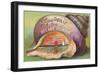 Seashell Souvenir from Stuart, Florida-null-Framed Art Print