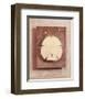 Seashell Study I-Julie Nightingale-Framed Art Print