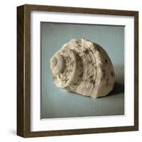 Seashell Study I-Heather Jacks-Framed Art Print