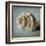 Seashell Study I-Heather Jacks-Framed Art Print