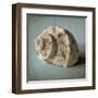 Seashell Study I-Heather Jacks-Framed Art Print