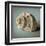 Seashell Study I-Heather Jacks-Framed Art Print