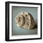 Seashell Study I-Heather Jacks-Framed Art Print