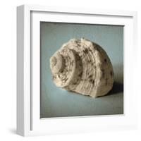 Seashell Study I-Heather Jacks-Framed Art Print