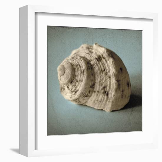 Seashell Study I-Heather Jacks-Framed Art Print