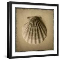 Seashell Study I-Heather Jacks-Framed Art Print