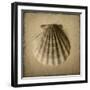 Seashell Study I-Heather Jacks-Framed Art Print