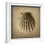 Seashell Study I-Heather Jacks-Framed Art Print