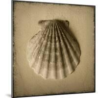 Seashell Study I-Heather Jacks-Mounted Art Print