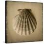 Seashell Study I-Heather Jacks-Stretched Canvas