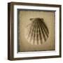 Seashell Study I-Heather Jacks-Framed Art Print